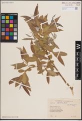 Foto von Salix excelsa S. G. Gmel.